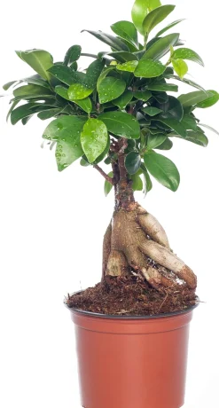 Chinesische Feige (Ficus microcarpa 'Ginseng') D 12 cm H 35 cm