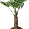 Chinesische Hanfpalme (Trachycarpus fortunei) D 34 H 100 cm
