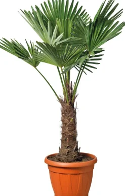 Chinesische Hanfpalme (Trachycarpus fortunei) D 34 H 100 cm