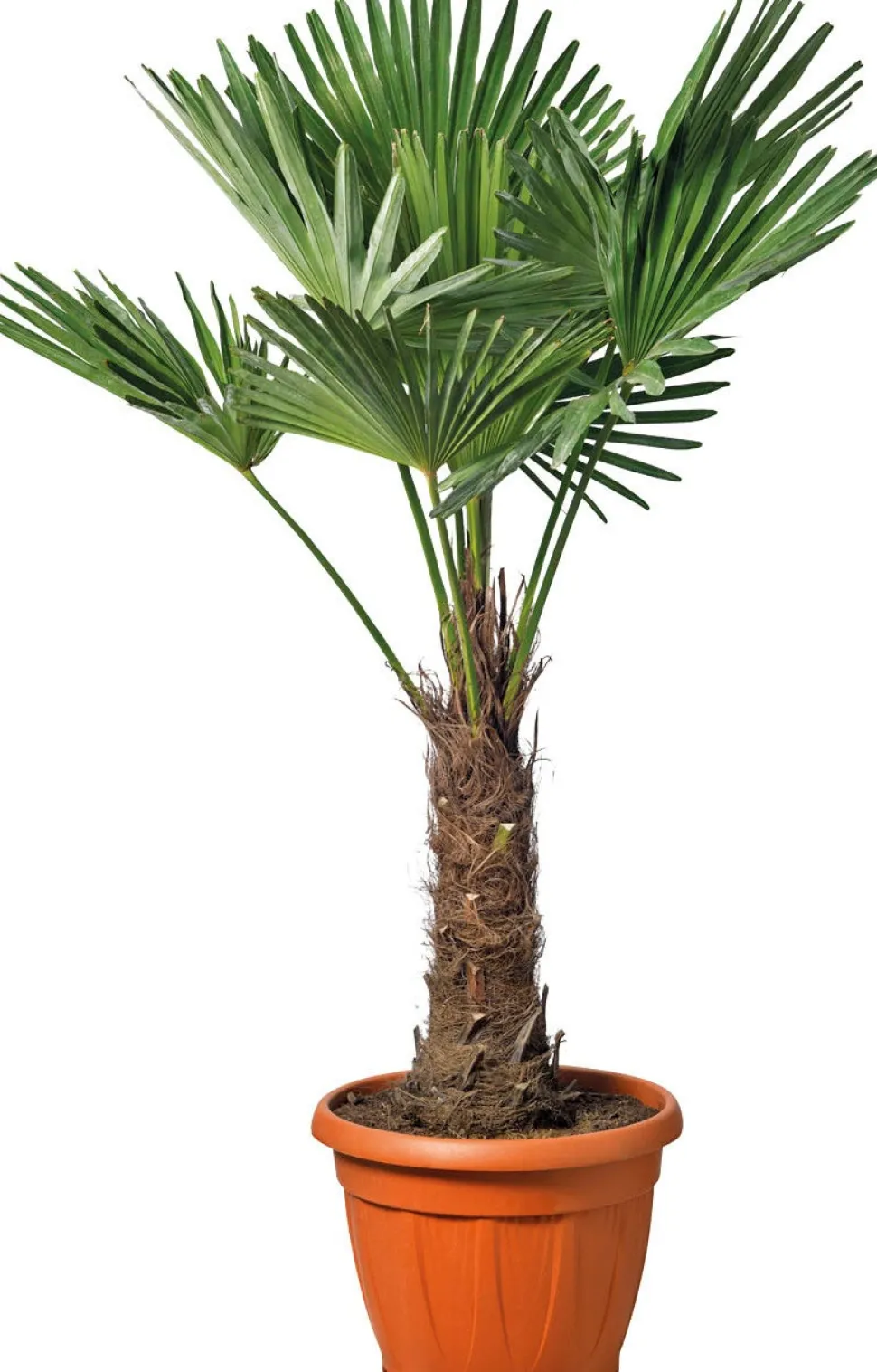 Chinesische Hanfpalme (Trachycarpus fortunei) D 26 H 75 cm