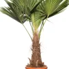 Chinesische Hanfpalme (Trachycarpus fortunei) D 36 H 150 cm