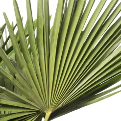 Chinesische Hanfpalme (Trachycarpus fortunei) D 36 H 150 cm