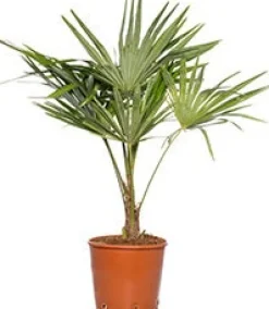 Chinesische Hanfpalme (Trachycarpus fortunei) D 10 H 60 cm