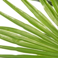 Chinesische Hanfpalme (Trachycarpus fortunei) D 10 H 60 cm