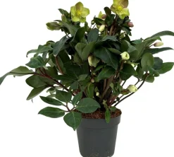Christrose (Helleborus 'Beauty Princess') D 17 H 45 cm