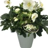 Christrose (Helleborus 'Joel') D 15 H 35 cm