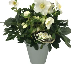 Christrose (Helleborus niger) D 15 H 35 cm