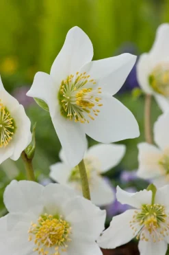 Christrose (Helleborus niger) D 11 H 30 cm