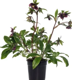 Christrose (Helleborus orientalis 'Vic Victoria') D 17 H 45 cm