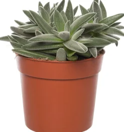 Crassula (Crassula tenelli) D 10,5 H 15 cm