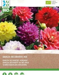 Dahlie (Dahlia) (BIO) Blumenzwiebeln gemischt 4 St.
