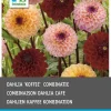 Dahlie (Dahlia 'Coffee') Blumenzwiebeln gemischt 3 St.