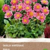 Dahlie (Dahlia 'Hartenaas') (BIO) Blumenzwiebel
