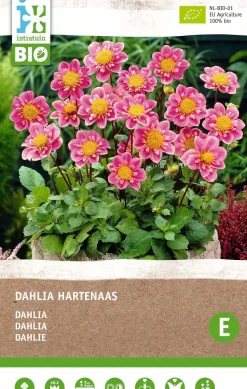 Dahlie (Dahlia 'Hartenaas') (BIO) Blumenzwiebel
