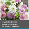 Dahlie (Dahlia 'Pastel') Blumenzwiebeln gemischt 3 St.