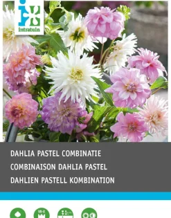 Dahlie (Dahlia 'Pastel') Blumenzwiebeln gemischt 3 St.