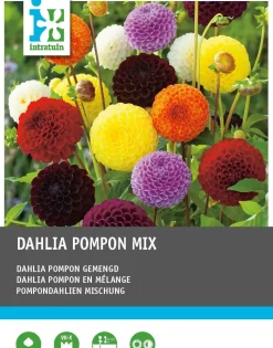 Dahlie (Dahlia pompon) Blumenzwiebeln 5 St.