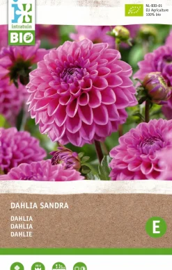 Dahlie (Dahlia Sandra) (BIO) Blumenzwiebel 1 St.