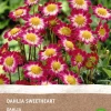 Dahlie (Dahlia 'Sweetheart') (BIO) Blumenzwiebeln