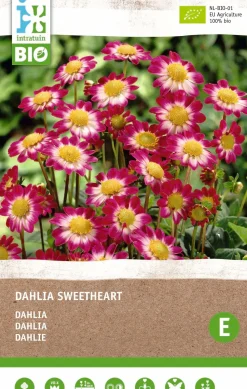 Dahlie (Dahlia 'Sweetheart') (BIO) Blumenzwiebeln