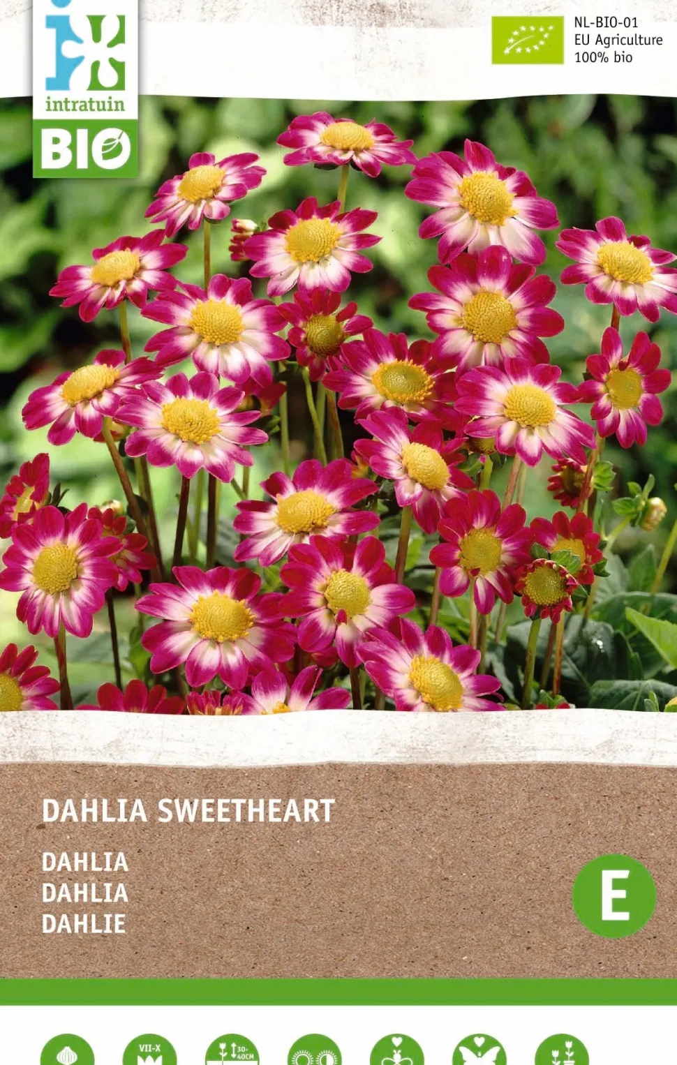 Dahlie (Dahlia 'Sweetheart') (BIO) Blumenzwiebeln