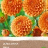 Dahlie (Dahlia 'Sylvia') (BIO) Blumenzwiebel