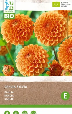 Dahlie (Dahlia 'Sylvia') (BIO) Blumenzwiebel