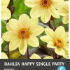Dahlie einblütig (Dahlia 'Happy Single Party') Blumenzwiebel