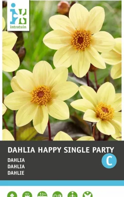 Dahlie einblütig (Dahlia 'Happy Single Party') Blumenzwiebel