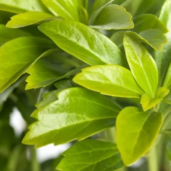 Dickmännchen (Pachysandra terminalis)