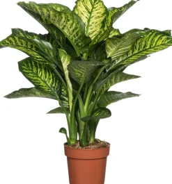 Dieffenbachie (Dieffenbachia seguine 'Maroba') D 21 H 90 cm