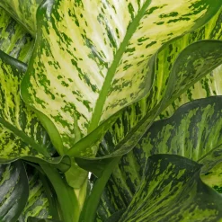 Dieffenbachie (Dieffenbachia seguine 'Maroba') D 21 H 90 cm