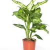 Dieffenbachie (Dieffenbachia 'Sublime') D 17 H 65 cm