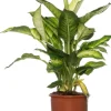 Dieffenbachie (Dieffenbachia 'Summer Style') D 17 H 60 cm