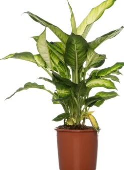 Dieffenbachie (Dieffenbachia 'Summer Style') D 17 H 60 cm
