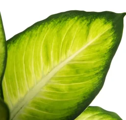 Dieffenbachie (Dieffenbachia 'Summer Style') D 17 H 60 cm