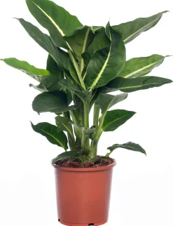 Dieffenbachie (Dieffenbachia 'Green Magic') D 17 H 65 cm