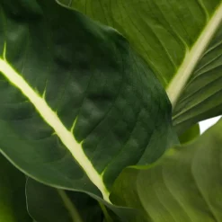 Dieffenbachie (Dieffenbachia 'Green Magic') D 17 H 65 cm