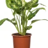 Dieffenbachie (Dieffenbachia 'Compacta') D 17 H 60 cm