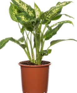 Dieffenbachie (Dieffenbachia 'Compacta') D 17 H 60 cm