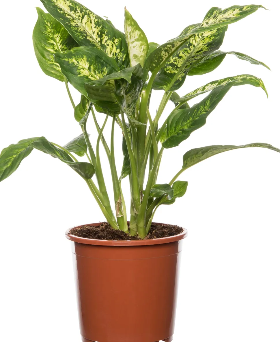 Dieffenbachie (Dieffenbachia 'Compacta') D 17 H 60 cm