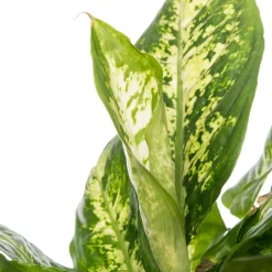 Dieffenbachie (Dieffenbachia 'Compacta') D 17 H 60 cm