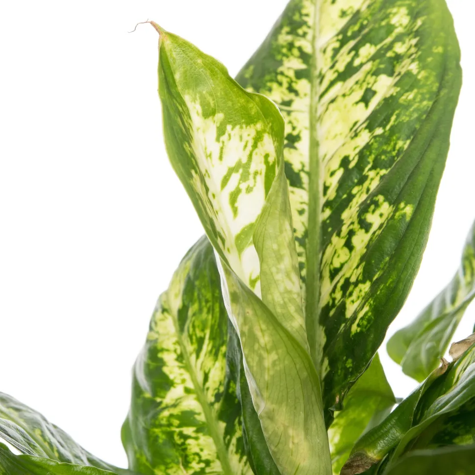 Dieffenbachie (Dieffenbachia 'Compacta') D 17 H 60 cm