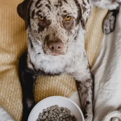 District 70 Hundenapf Bamboo L beige D 21 H 6,3 cm 1600 ml