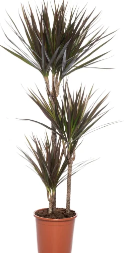 Drachenbaum (Dracaena marginata 'Magenta') D 21 cm H 120 cm