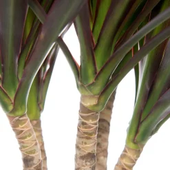 Drachenbaum (Dracaena marginata 'Magenta') D 21 cm H 120 cm