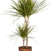 Drachenbaum (Dracaena marginata 'Sunray') D 21 cm H 90 cm