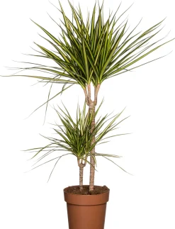 Drachenbaum (Dracaena marginata 'Sunray') D 21 cm H 90 cm