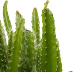 Drachenfrucht (Hylocereus undatus) D 10,5 H 20 cm