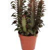 Dreikantige Wolfsmilch (Euphorbia trigona 'Rubra') D 12 H 20 cm